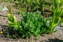 Mertensia oblongifolia, photograph author not stated, no rights reserved