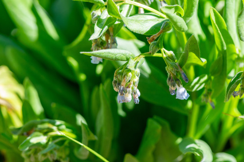 Mertensia oblongifolia, photograph 6
