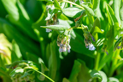 Mertensia oblongifolia, photograph author not stated, no rights reserved