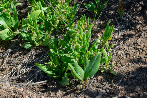 Mertensia oblongifolia