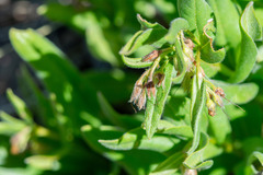 Mertensia oblongifolia, photograph author not stated, no rights reserved