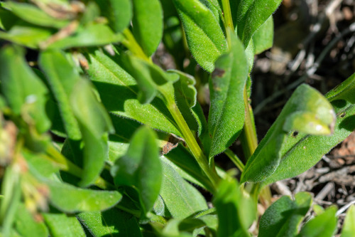 Mertensia oblongifolia, photograph 2