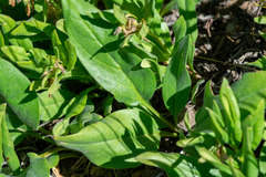 Mertensia oblongifolia, photograph author not stated, no rights reserved