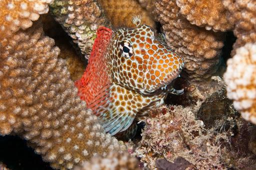 Leopard Blennies