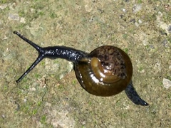 Macrochlamys superlita