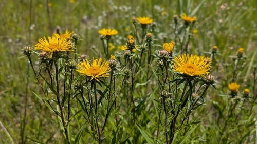 Sword-leaved Inula