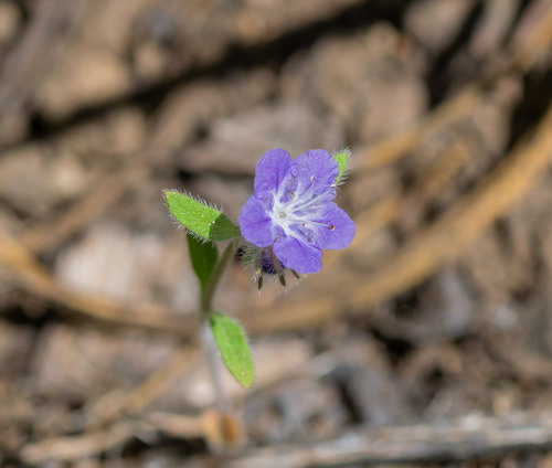 Phacelia humilis, photograph 3