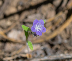 Phacelia humilis, photograph author not stated, no rights reserved