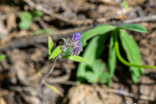 Phacelia humilis, photograph 4