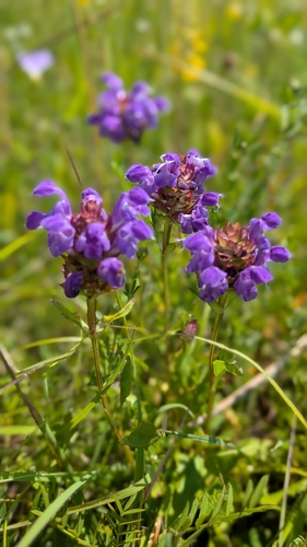 Large Self-heal