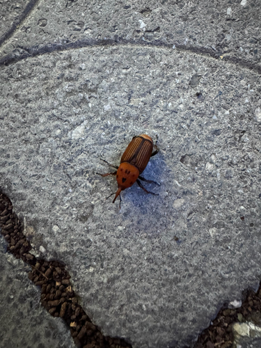 Red Palm Weevil