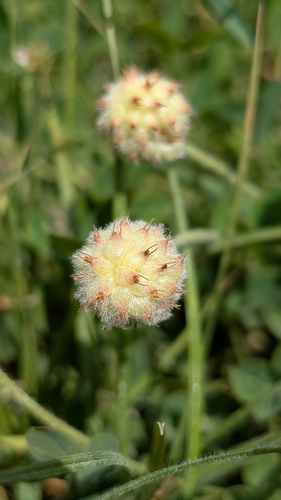 Strawberry clover
