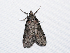 Smyriodes trigramma