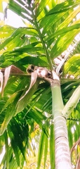 Strix leptogrammica