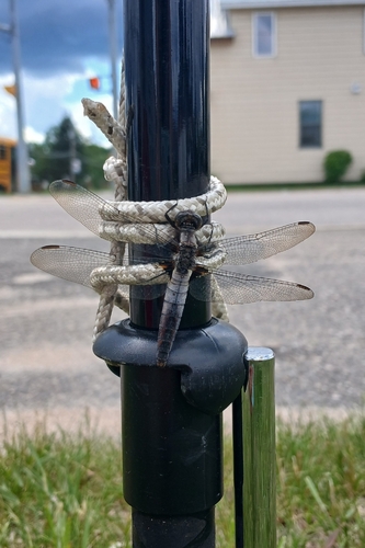 Chalk-fronted Corporal