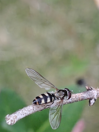 Spotted Thintail