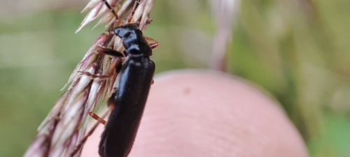 Cantharis flavilabris