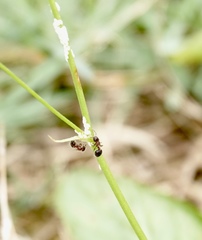 Meranoplus bicolor