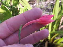 Gladiolus priorii