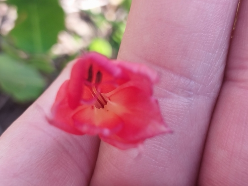 Gladiolus priorii, photograph 1