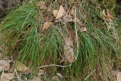Carex pediformis macroura