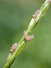 Digitaria setigera