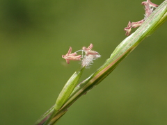 Digitaria setigera