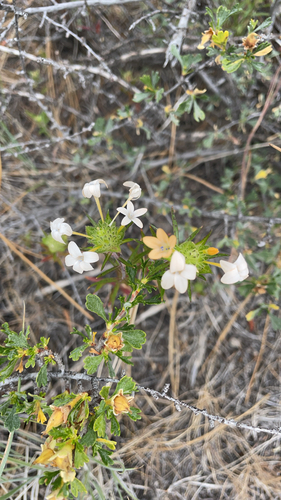 grand collomia