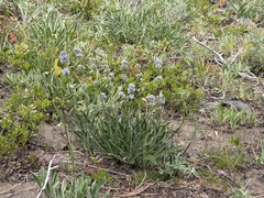 Frasera albicaulis, photograph (c) James H. Thomas, some rights reserved (CC BY)