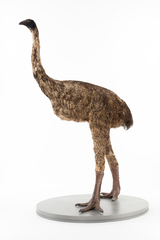 Dinornithiformes