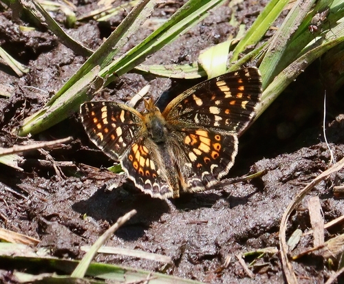 iNaturalist observation photo of Field Crescent