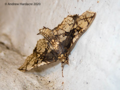 Omphisa anastomosalis