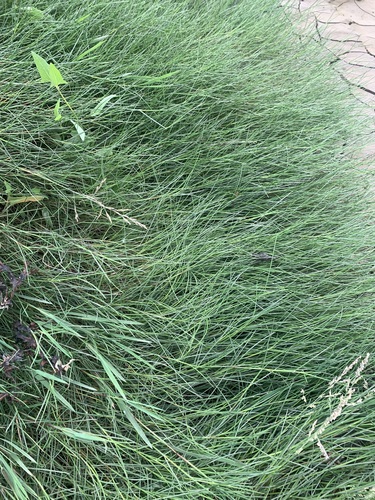 Puccinellia maritima observed 2026-06-26