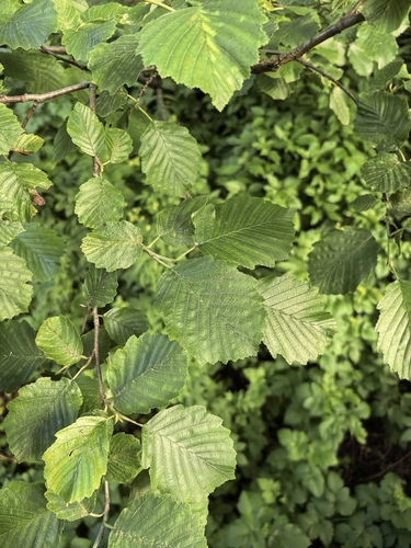 Наблюдение на iNaturalist