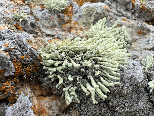 iNaturalist observation photo of Bouquet Sea-Fog Lichen