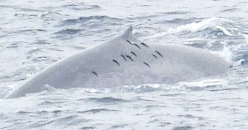 Blue Whale (Balaenoptera musculus)