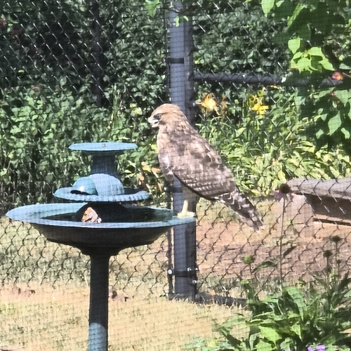 Red-shouldered Hawk
