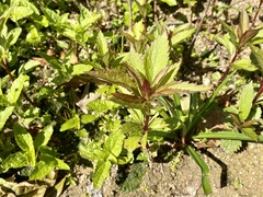 Eupatorium japonicum
