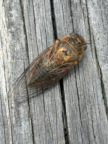 iNaturalist observation photo of Van Duzee's Cicada