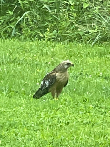 Red-shouldered Hawk