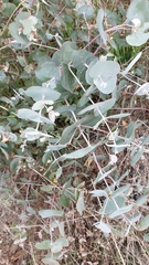 Eucalyptus goniocalyx goniocalyx