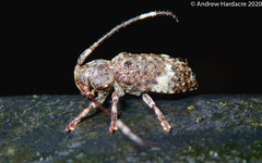 Pterolophia persimilis