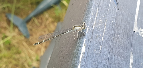 Common Blue Damselfly