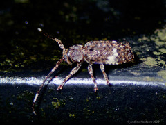 Pterolophia persimilis