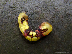 Racotis boarmiaria