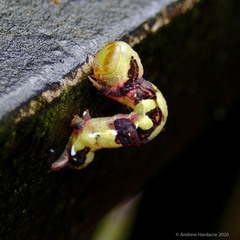 Racotis boarmiaria