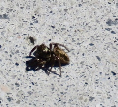 Habronattus pyrrithrix