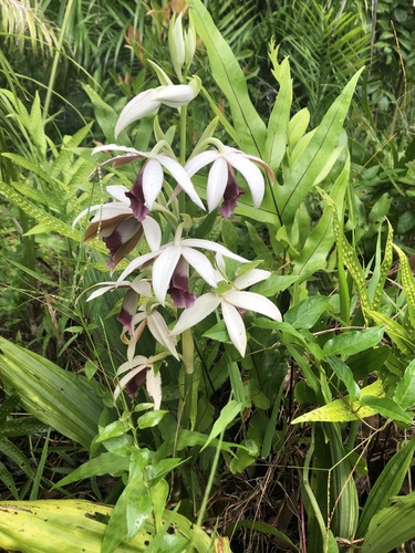 Calanthe tankervilleae observed 2026-06-25