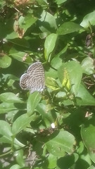 Leptotes marina
