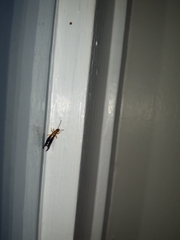 Forficula senegalensis